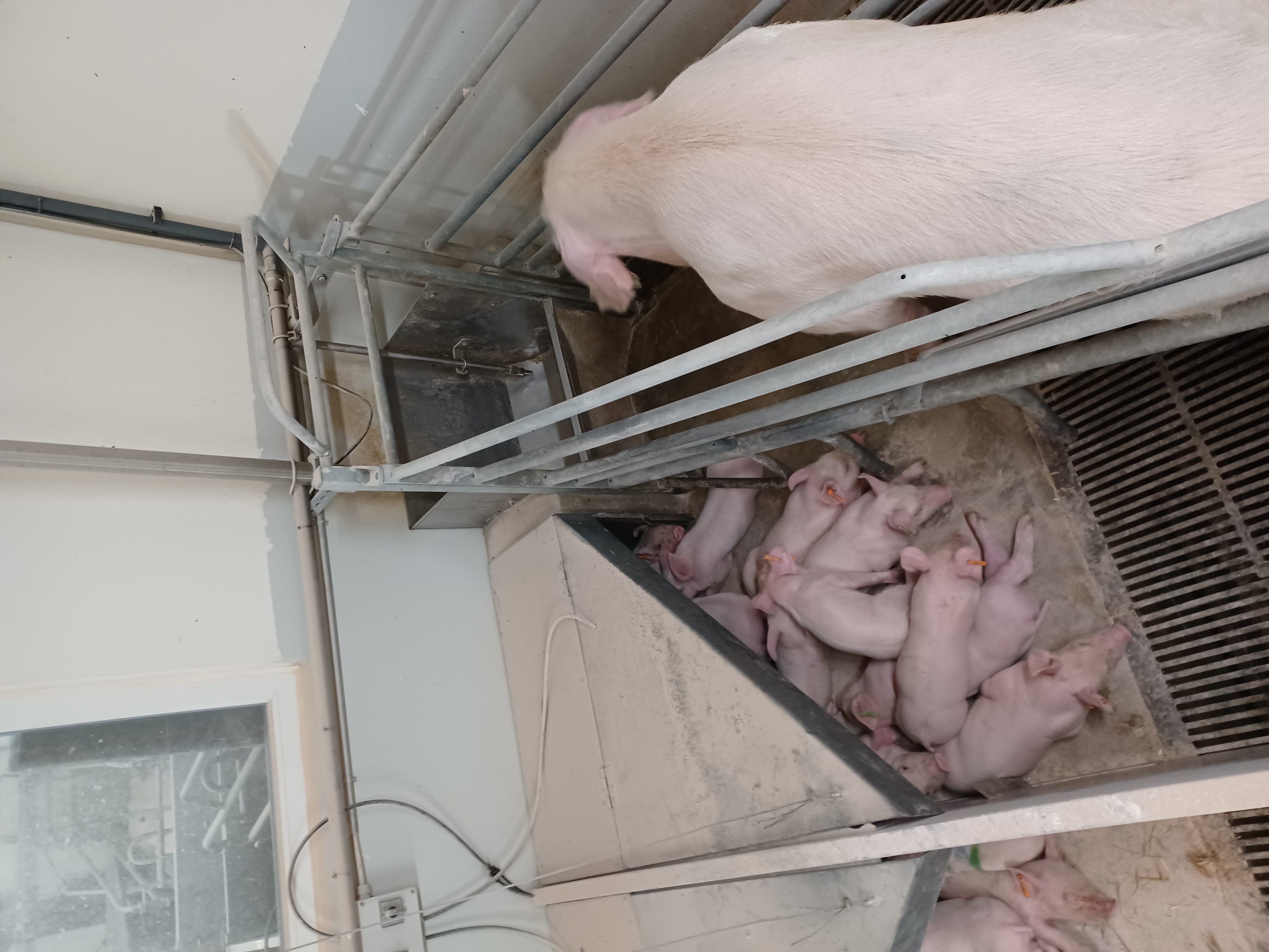 Billeder af grise fra svinefabrikkerne i Danmark