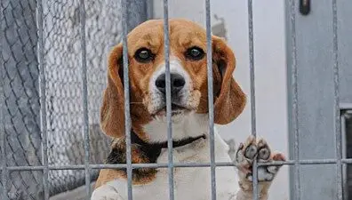 weanimals.org