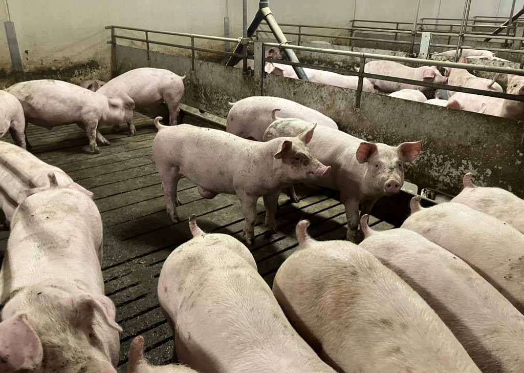 Billeder af grise fra svinefabrikkerne i Danmark