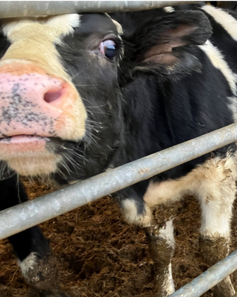 Mælk: Myndighederne greb ikke ind, da mælkeproducent brød loven igen og igen