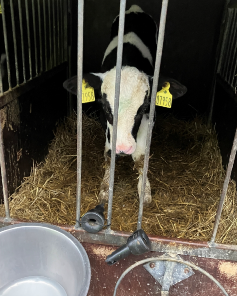 Mælkeproducent brød loven
