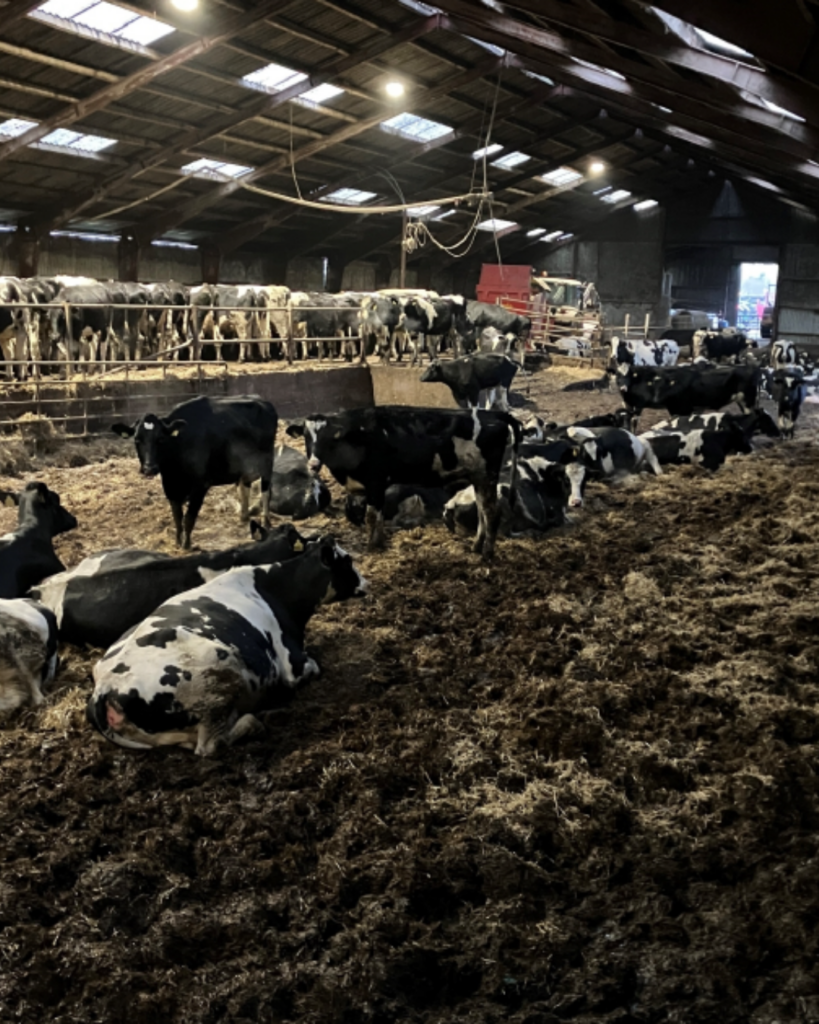 Mælkeproducent brød loven