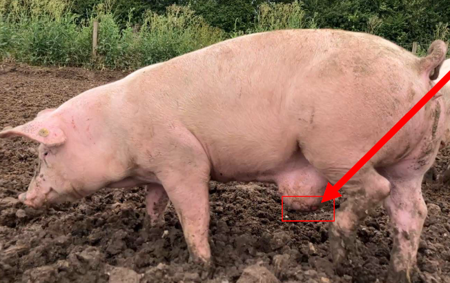 Hvor mange grise er øko friland eller har hjerter